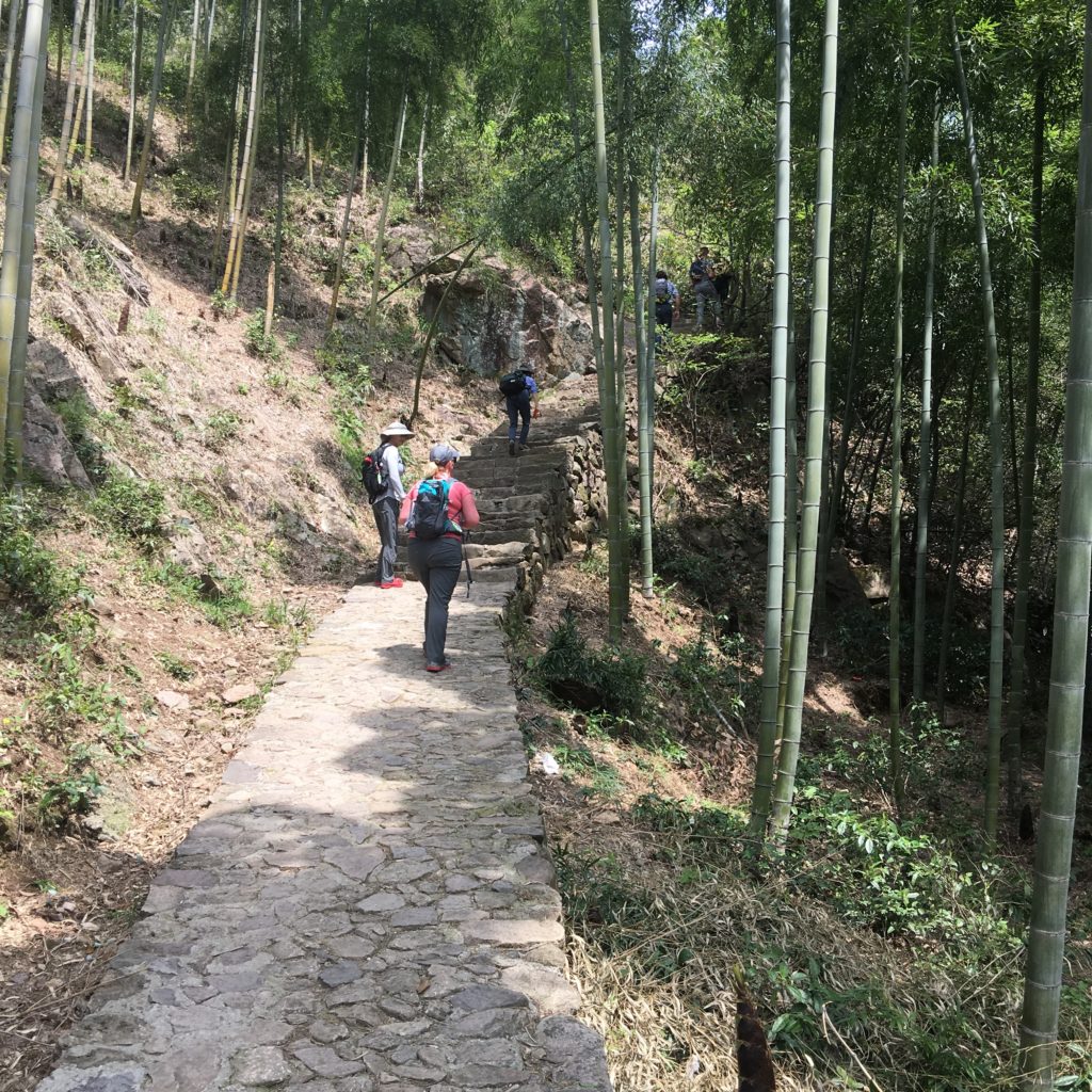 hiking through bamboo forests to the anji mother tea bush