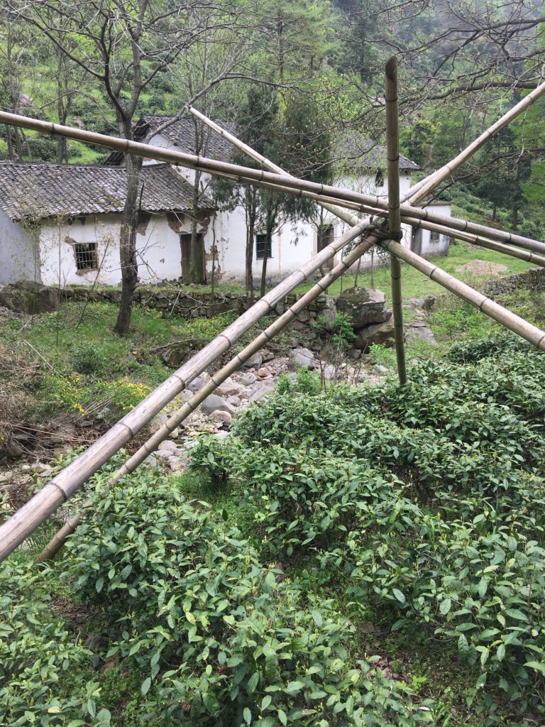 Tea bushes under bamboo structure