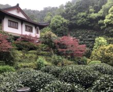 Emperors Shifeng Dragon Well green tea garden at a buddhist temple