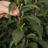 Plucking Dragon Well Chinese green tea