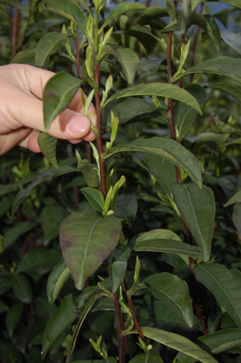 Plucking Dragon Well Chinese green tea