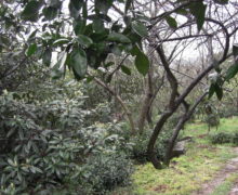 Tea bushes growing underneath a large-leafed tree alongside a dirt path.