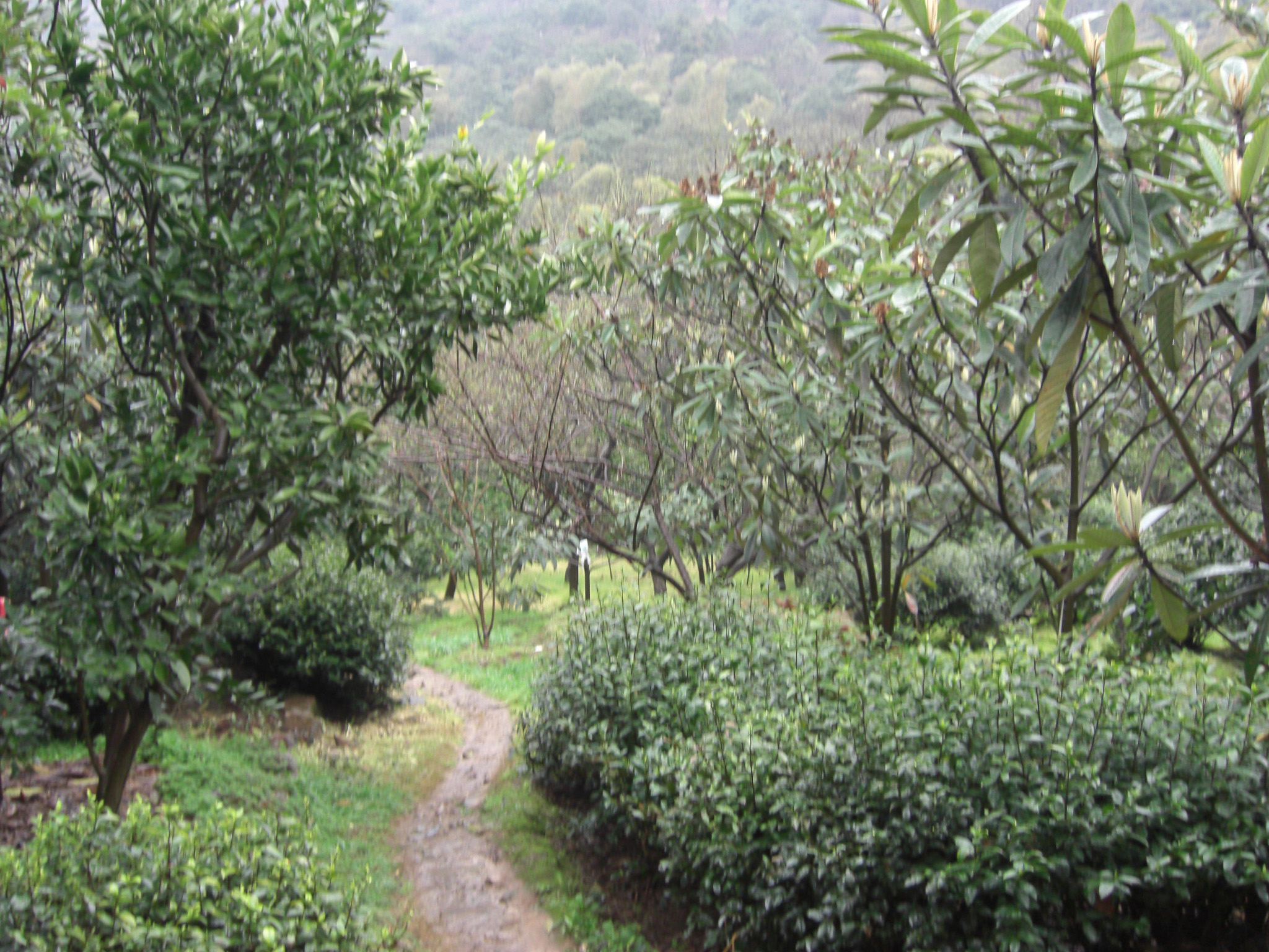 A variety of trees leaning over a dirt path with several tea bushes growing alongside it.