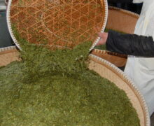 sorting process for Dragon Well Chinese green tea to remove any dust