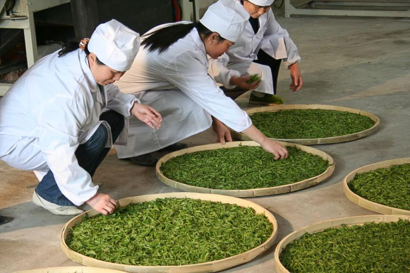 Three people in white smocks and hats kneeling down to make sure Junshan Yinzhen leaves are withering evenly on round bamboo trays on the floor.