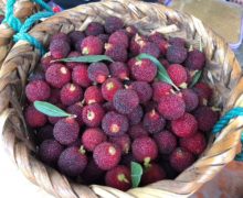 A basket full of fresh yang mei (bayberries) harvested in the Bi Luo Chun tea garden.