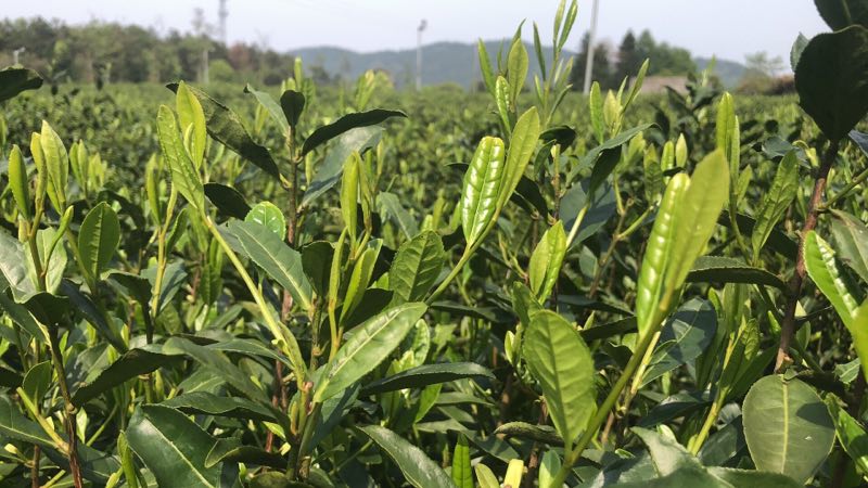 Spring leaves on Longjing #43 green tea bush