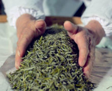 Close view of two hands scooping together a pile of slightly yellowed tea leaves on a flat surface.