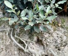 The roots of a Longjing #43 tea bush partly exposed in the dirt below a bush.