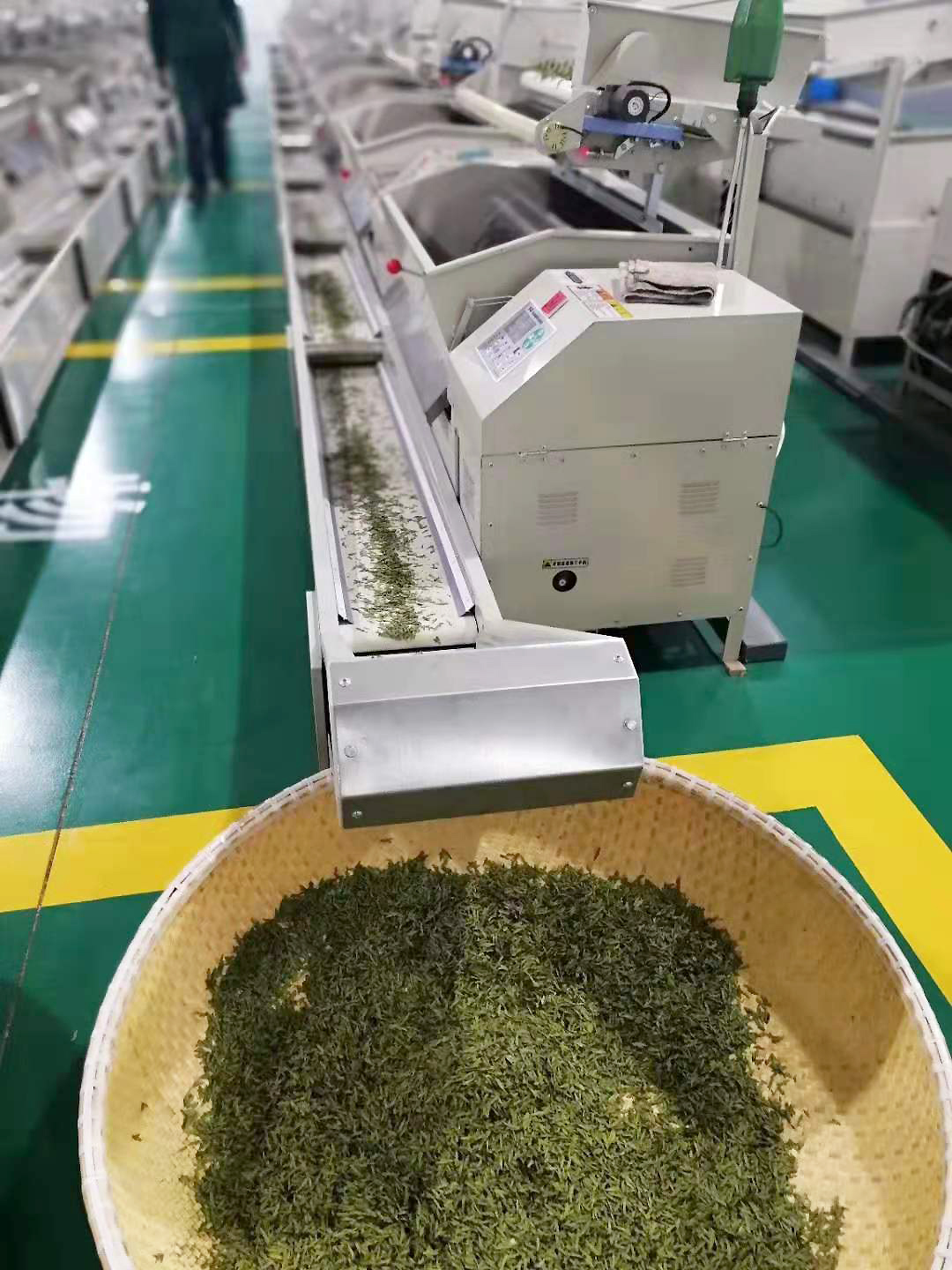 A long row of machine fryers in a sparkling tea processing room, being carried down a long thin conveyor and pouring into a large woven bamboo basket on the floor.