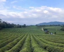 A sweeping view of long rows of Longjing tea bushes in Zhejiang.