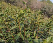Bi Luo Chun tea bushes growing on a hillside with trees in the background.