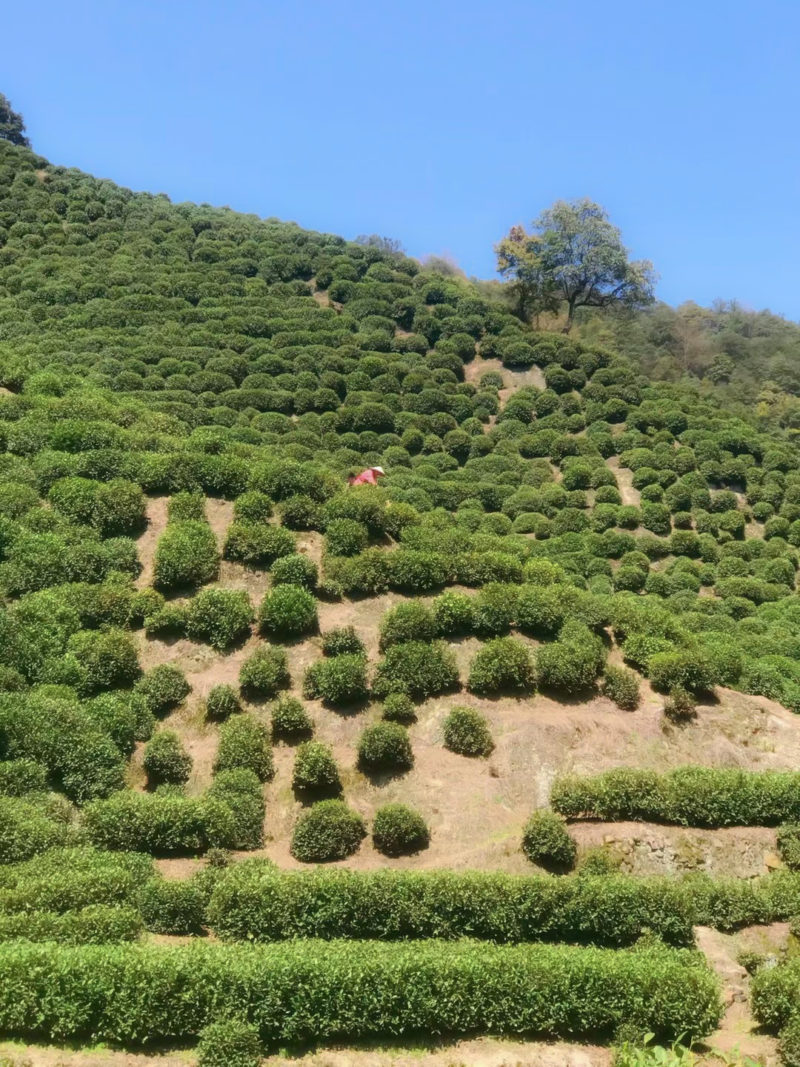 A sloping hillside covered in tea bushes, with a lone gardener among the rows and a few trees in the background.