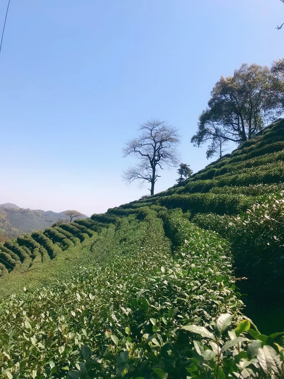 Looking at the bushes in a tea terrace from among the rows, with a few trees rising above the tea plants.