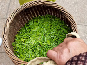 A handheld basket full of pristine green Shifeng Longjing tea leaves just plucked from the bush.