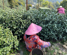 tea famers picking Shifeng Dragon Well green tea leaves