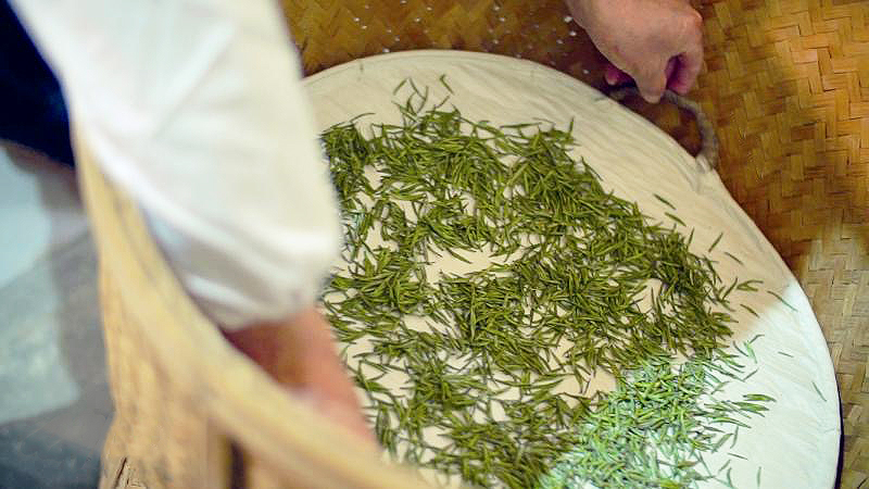 Still-green tea buds spread thin on a cloth tray that is being placed in a round bamboo drum for roasting.