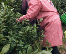 women picking tea leaves by hand to make Bi Luo Chun green tea