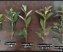 different cultivars of famous Chinese green tea, Bi Luo Chun