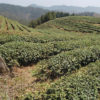 Rows of Longjing (Dragon Well) green tea bushes on the sloping hillside tea gardens, with mountains in the background.