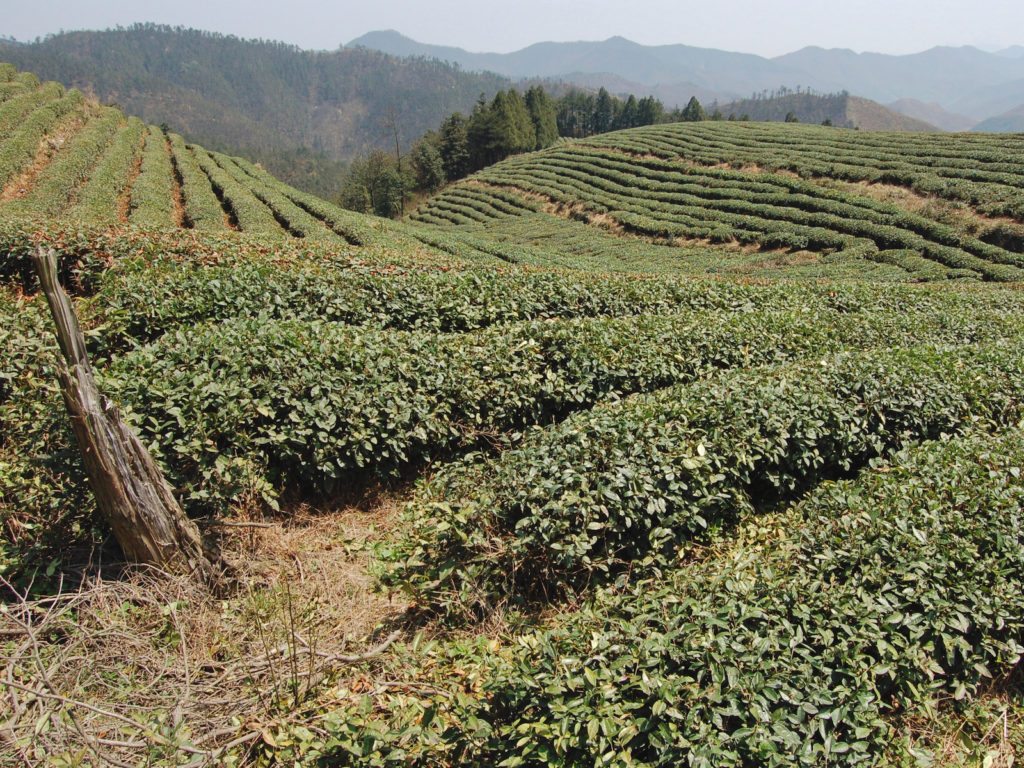 Rows of Longjing (Dragon Well) green tea bushes on the sloping hillside tea gardens, with mountains in the background.