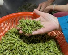 Holding fresh Bi Luo Chun green tea leaves in the front, and hand frying and twisting leaves into Bi Luo Chuns classic curly shape