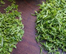Closeup of two piles of fresh green leaves on a table, one made of small round single leaves and the other made of whole sprigs of fresh tea.