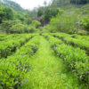 View looking straight down the grassy space between rows of green Junshan Yinzhen tea bushes in a small valley surrounded by forest trees.