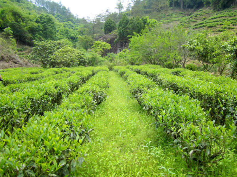 View looking straight down the grassy space between rows of green Junshan Yinzhen tea bushes in a small valley surrounded by forest trees.