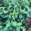 Small bright green spring leaves sprouting on one of the heirloom cultivar tea bushes used to make Shifeng Longjing.
