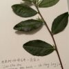 new growth on Shifeng Dragon Well green tea's seed grown bush