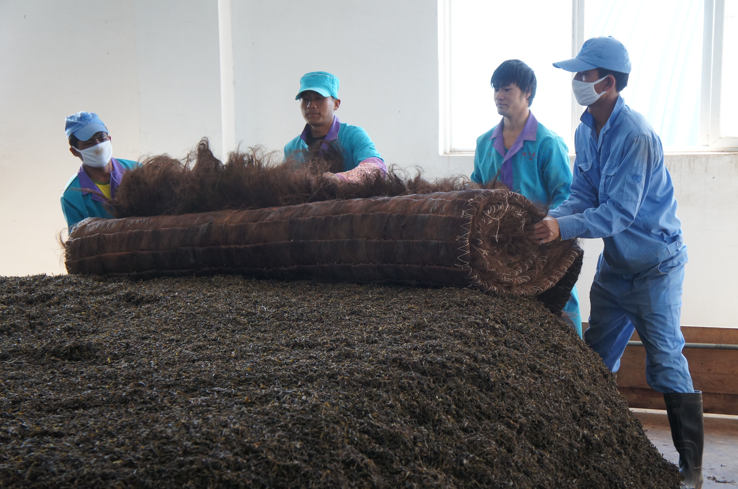 Four people laying a roll of palm fiber cover over a pile of fermenting Sweet Dragon Ball Shu Puer leaves.