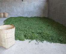 A pile of green freshly harvested Sweet Dragon Ball Shu Puer tea leaves in the corner of a tea processing factory, just emptied from a large bamboo basket.