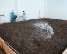 Spraying buckets of water over a large pile of Sweet Dragon Ball Shu Puer leaves to ferment.