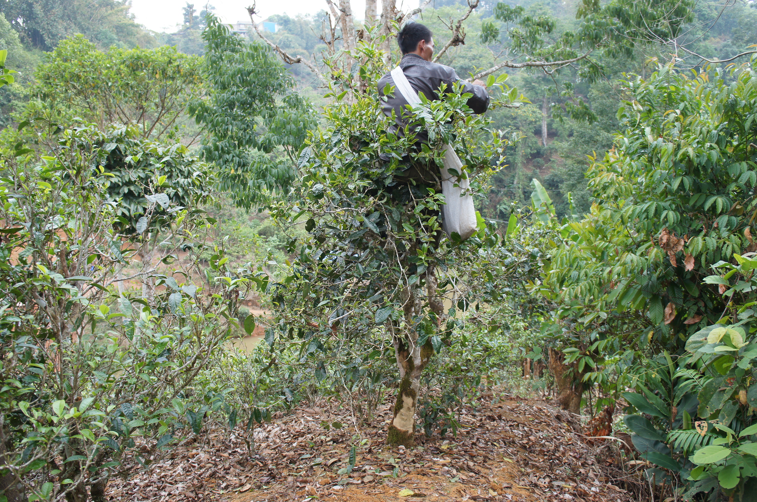 A tea picker climbing a tree three times their height to pluck Sweet Dragon Ball Shu Puer leaves.