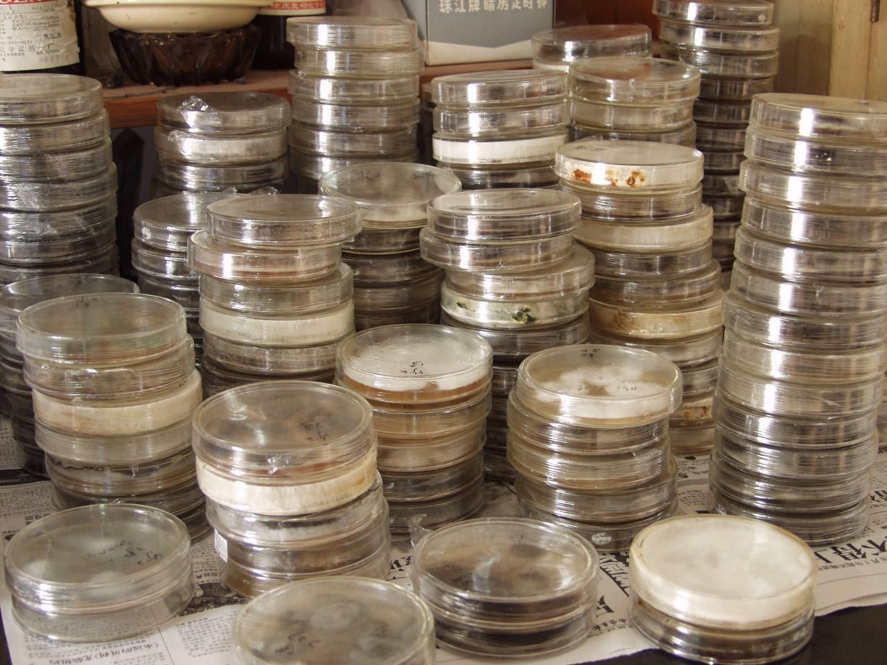Stacks of dozens of petri dishes with cultures for researching the microbes used to make Sweet Dragon Ball Shu Puer.