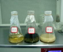 Three flasks of different colored brown and amber liquids, used for research on the microbes used ro ferment Sweet Dragon Ball Shu Puer.