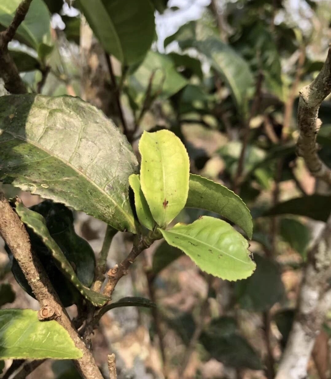 Tea scale causes yellow spots on camellia leaves…Crawlers hatching now –  EcoIPM