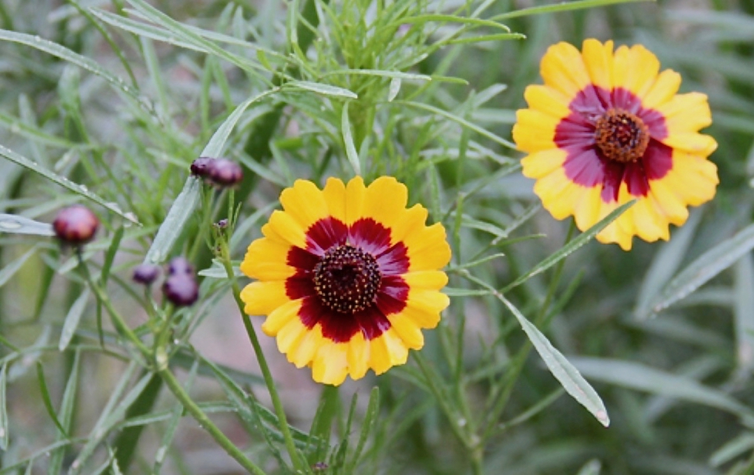 Close view of two snow chrysanthemum flowers in bloom on the plant, accompanied by a few small closed red buds. The flowers have yellow-orange edges and dark red centers.
