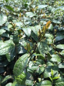 Young purple tinted tea leaves growing on a bush in the garden.