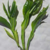 Three springs of fresh tea Camellia taliensis tea leaves on a white background.