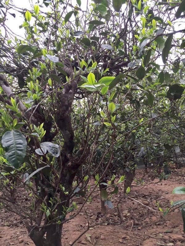One of the old gnarled Yangta DaBaicha tea trees in Jinggu that White Moonlight is made from.