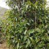 A Camellia taliensis tea tree with spring growth.