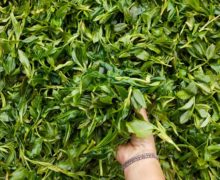 A thick pile of fresh dark green tea leaves for Laoshu Dianhong, with someones hand sinking into them.