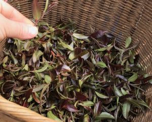 A basket of fresh plucked Zi Juan purple tea leaves in purple and green.