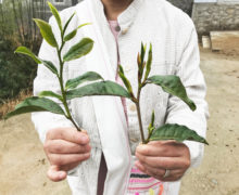 A person holding up two tea branches with young leaves, one with a long sprawling sprig with spread leaves and the other with small compact new growth.