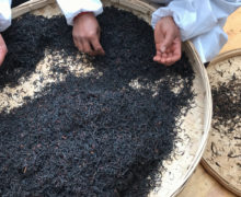 Two pairs of hands combing through a large pile of finished Laoshu Dianhong black tea on a round bamboo tray, removing sprigs and unfolded leaves.