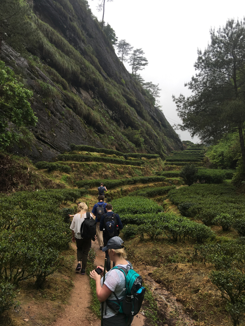 hiking through tea farms in wuyishan