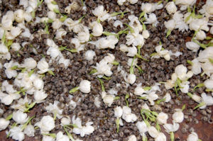 Fresh jasmine flowers scattered among pearls of Jasmine Pearls scented green tea.