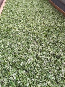 Yangta Dai Bai tea buds and leaves in a withering trough